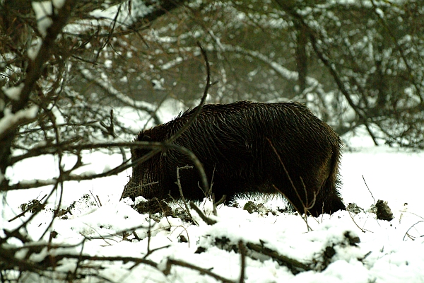 cinghiale